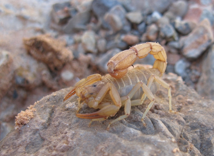 Devil Stripe-tailed Scorpion